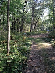 Trail in Woods